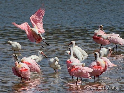 Incoming Spoonbill_45165.jpg - Roseate Spoonbills (Ajaia ajaja) and White Ibises (Eudocimus albus)Photographed along the Gulf coast at the Smith Oaks Bird Sanctuary in High Island, Texas, USA.